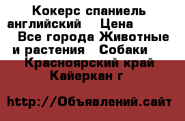 Кокерс спаниель английский  › Цена ­ 4 500 - Все города Животные и растения » Собаки   . Красноярский край,Кайеркан г.